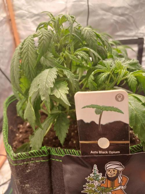 Divine Seeds Black Opium. Week 4