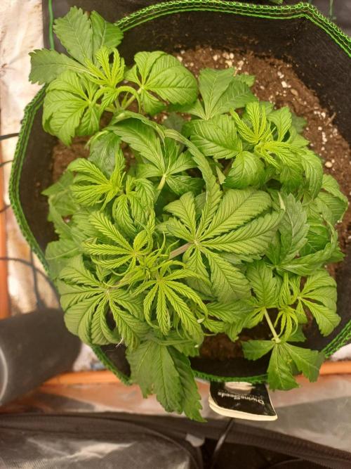 Divine Seeds Black Opium. Week 4