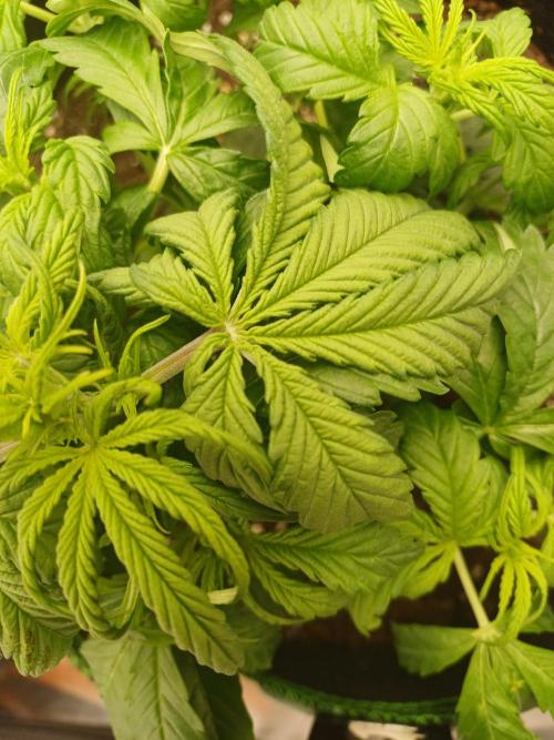 Divine Seeds Black Opium. Week 4