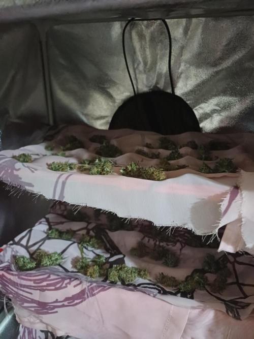 All Star Auto grow. Week 11