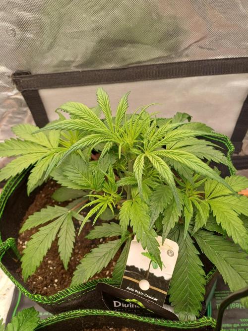 Divine Seeds Auto Pablo Escobar. Week 4