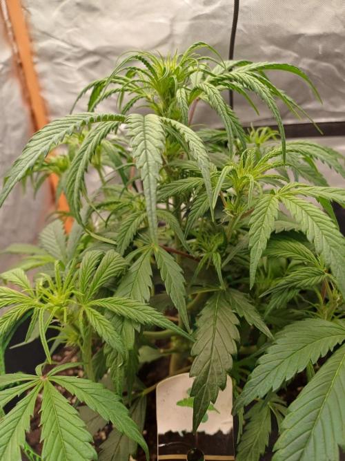 Divine Seeds Auto Pablo Escobar. Week 5