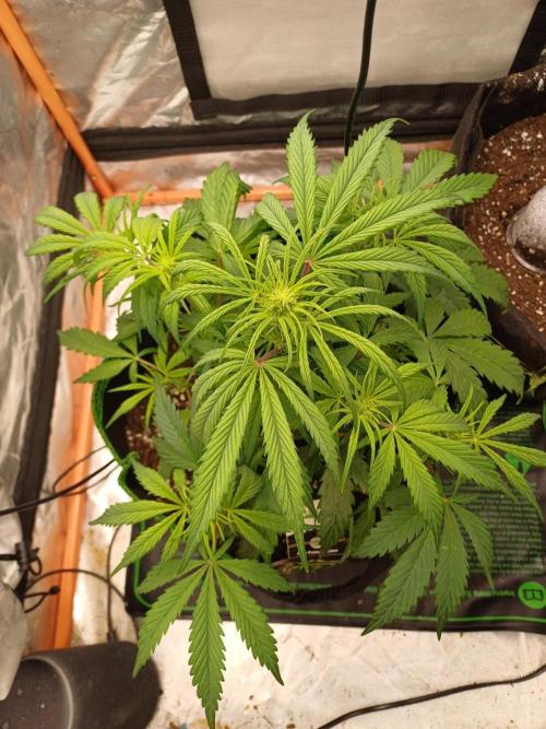 Divine Seeds Auto Pablo Escobar. Week 5