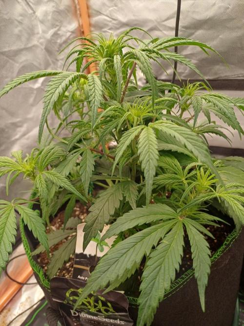 Divine Seeds Auto Pablo Escobar. Week 5