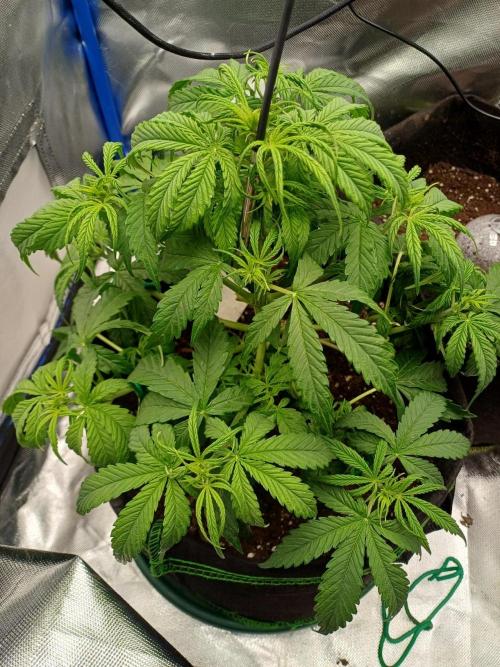 Divine Seeds Black Opium. Week 5