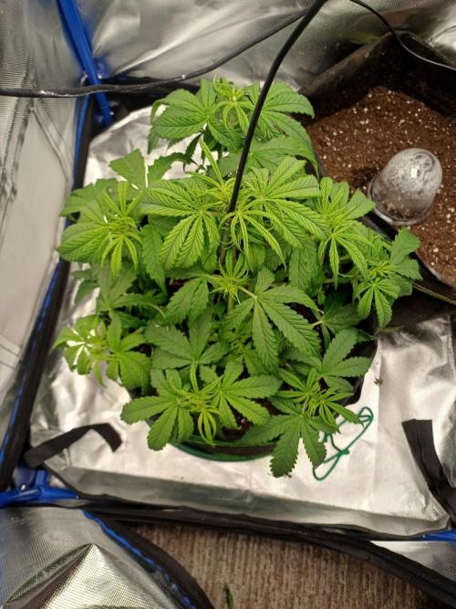 Divine Seeds Black Opium. Week 5