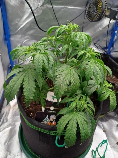 Divine Seeds Black Opium. Week 5