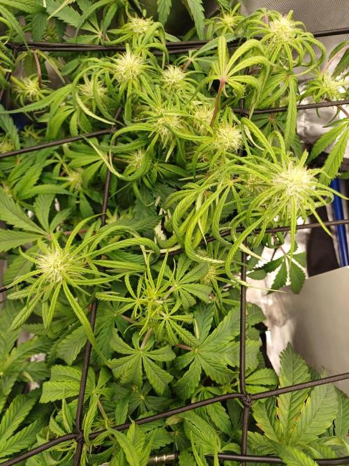 Divine Seeds Auto Pablo Escobar. Week 6