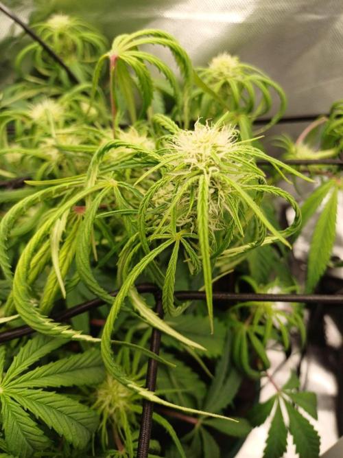 Divine Seeds Auto Pablo Escobar. Week 6