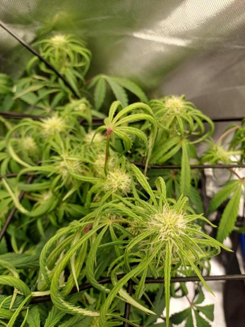 Divine Seeds Auto Pablo Escobar. Week 6