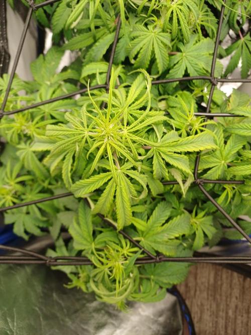 Divine Seeds Black Opium. Week 6