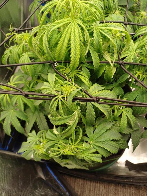 Divine Seeds Black Opium. Week 6