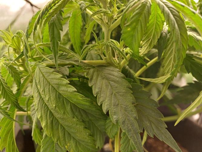 Divine Seeds Black Opium. Week 6