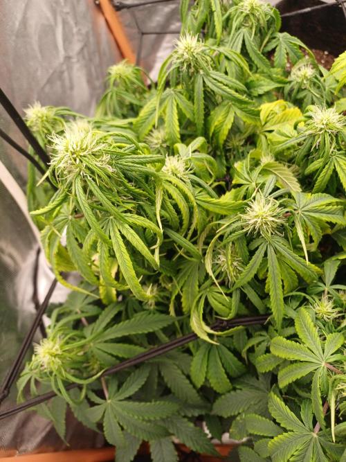 Divine Seeds Black Opium. Week 7