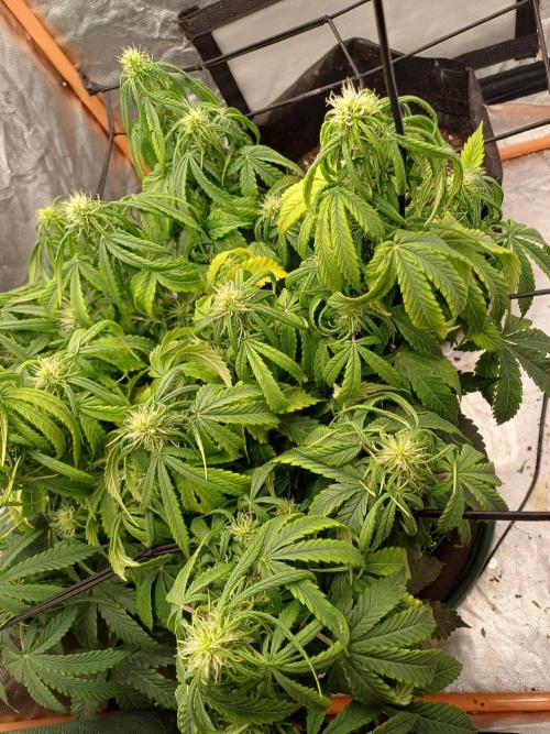 Divine Seeds Black Opium. Week 7