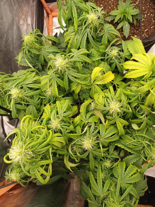 Divine Seeds Black Opium. Week 7