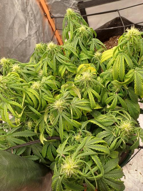 Divine Seeds Black Opium. Week 7