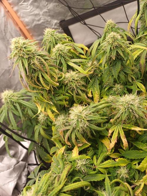 Divine Seeds Black Opium. Week 8