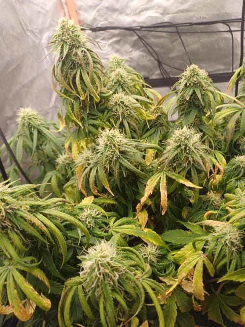 Divine Seeds Black Opium. Week 8