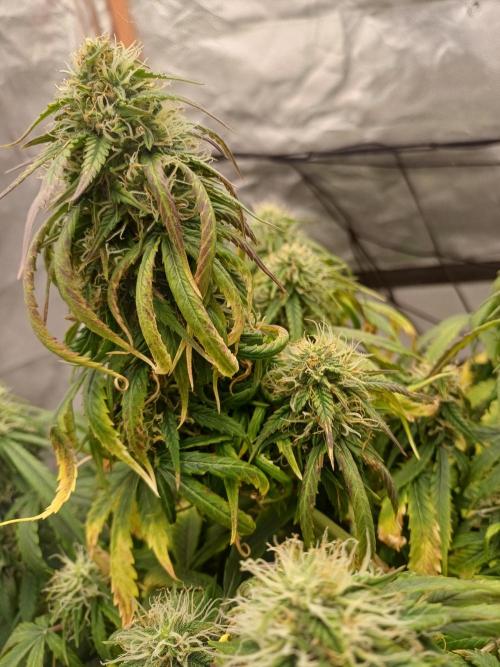 Divine Seeds Black Opium. Week 8