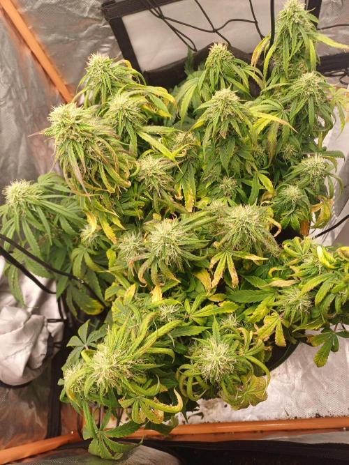 Divine Seeds Black Opium. Week 8