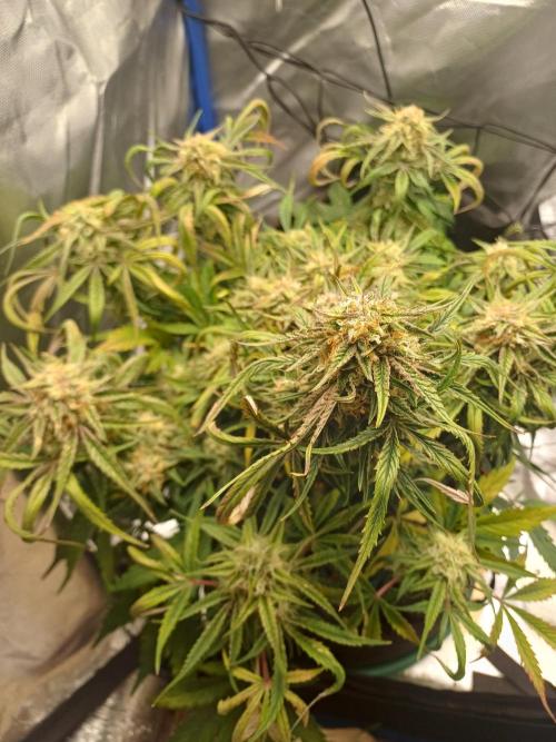 Divine Seeds Auto Pablo Escobar. Week 8