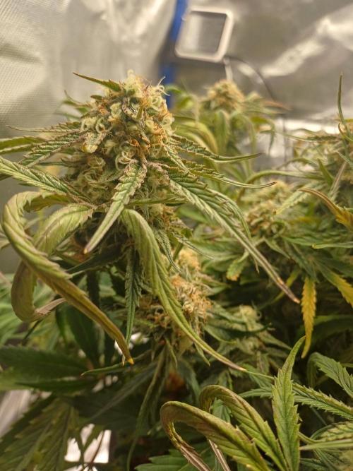 Divine Seeds Auto Pablo Escobar. Week 8