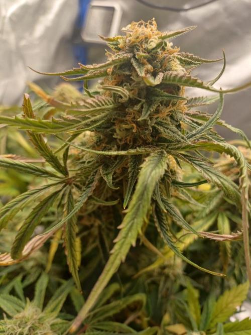 Divine Seeds Auto Pablo Escobar. Week 8