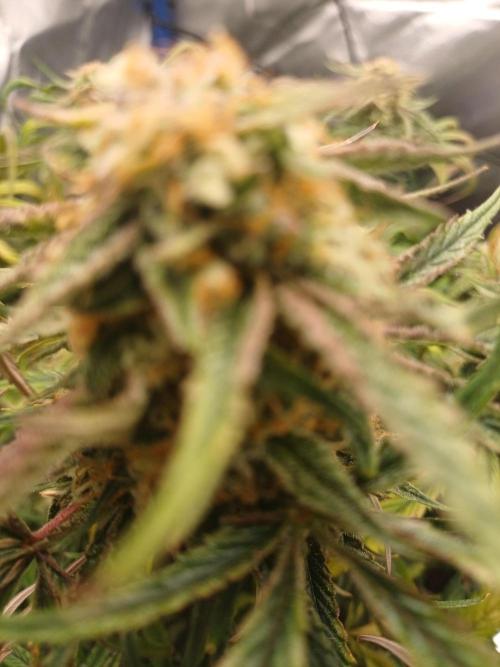 Divine Seeds Auto Pablo Escobar. Week 8