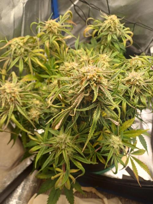 Divine Seeds Auto Pablo Escobar. Week 8