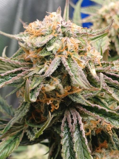 Divine Seeds Auto Pablo Escobar. Week 8