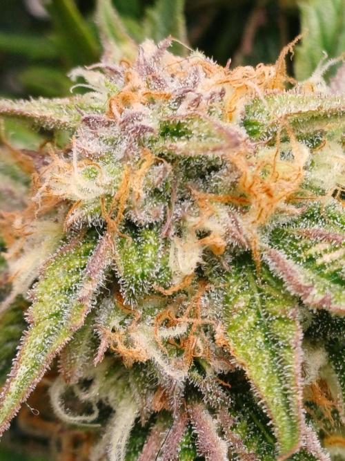 Divine Seeds Auto Pablo Escobar. Week 8