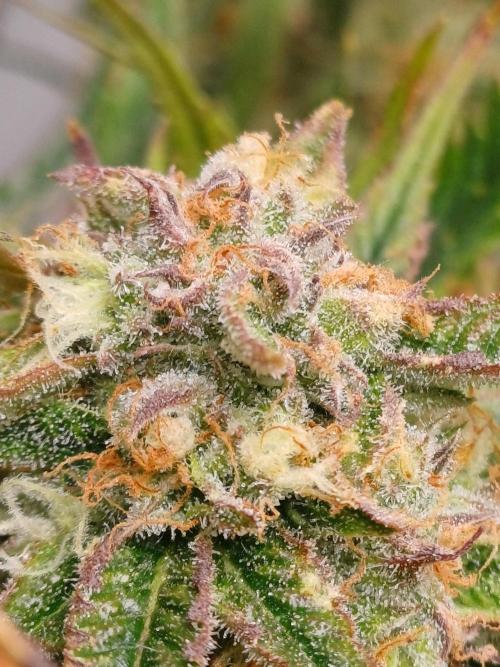 Divine Seeds Auto Pablo Escobar. Week 8