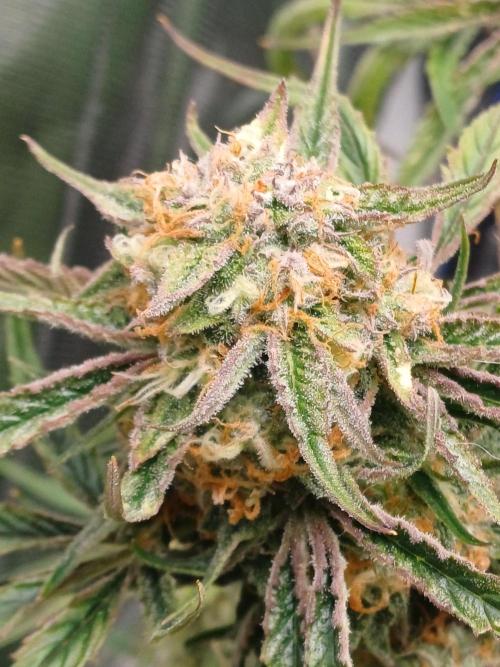 Divine Seeds Auto Pablo Escobar. Week 8