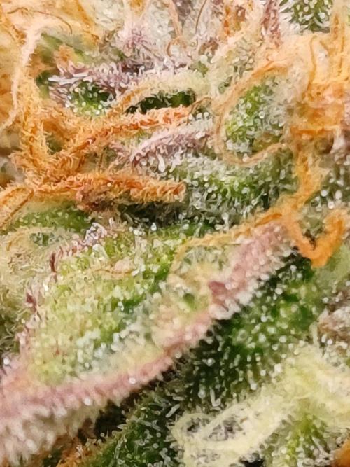 Divine Seeds Auto Pablo Escobar. Week 8