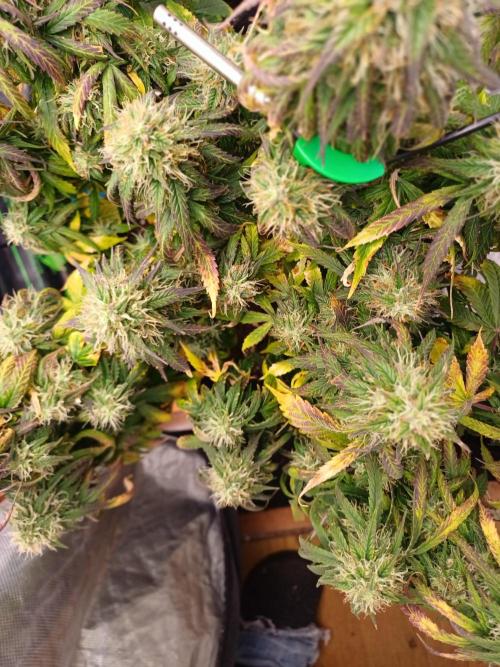 Divine Seeds Auto Pablo Escobar. Week 10