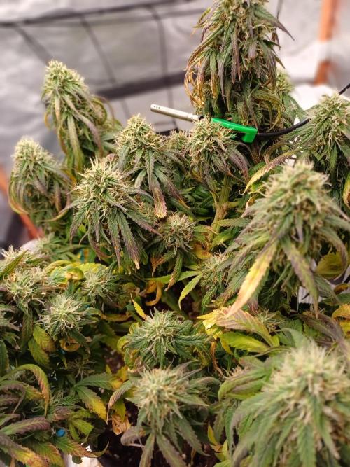 Divine Seeds Auto Pablo Escobar. Week 10