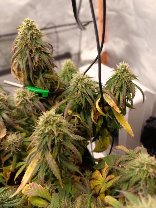 Divine Seeds Auto Pablo Escobar. Week 10