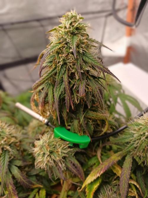 Divine Seeds Auto Pablo Escobar. Week 10