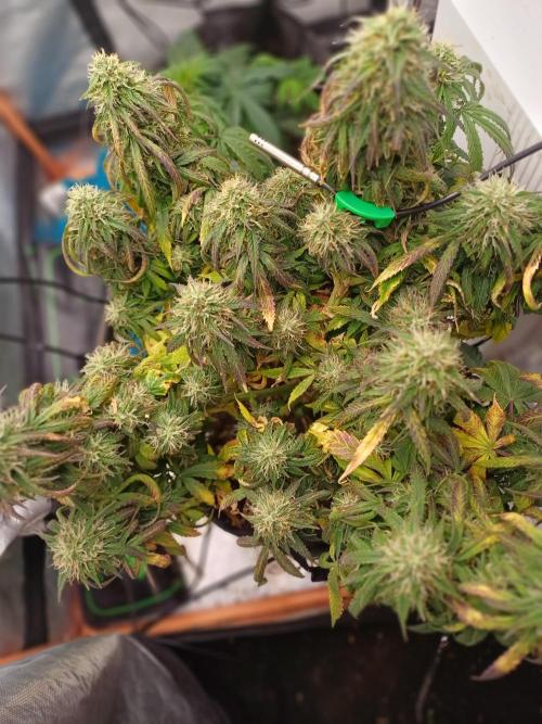 Divine Seeds Auto Pablo Escobar. Week 10