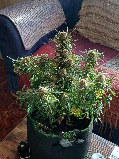 Divine Seeds Black Opium. Week 10