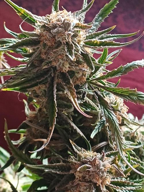 Divine Seeds Black Opium. Week 10