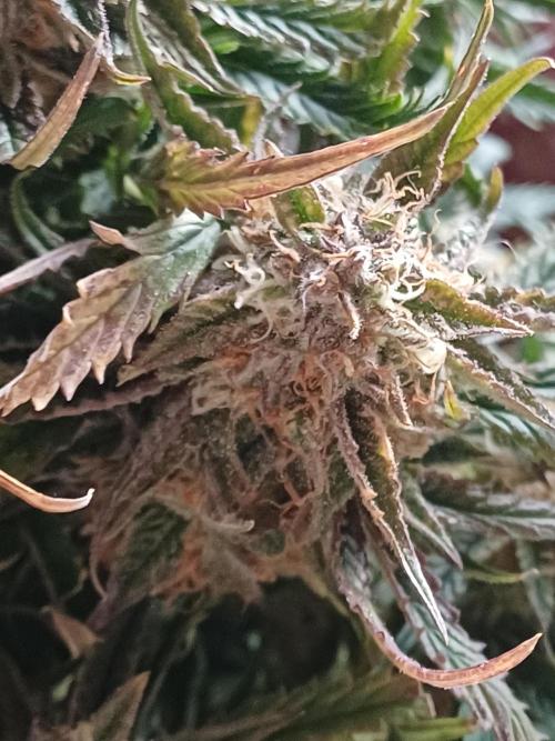 Divine Seeds Black Opium. Week 10