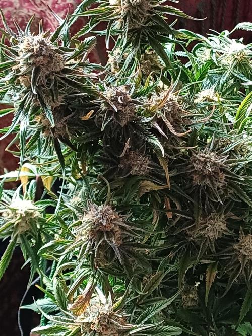 Divine Seeds Black Opium. Week 10