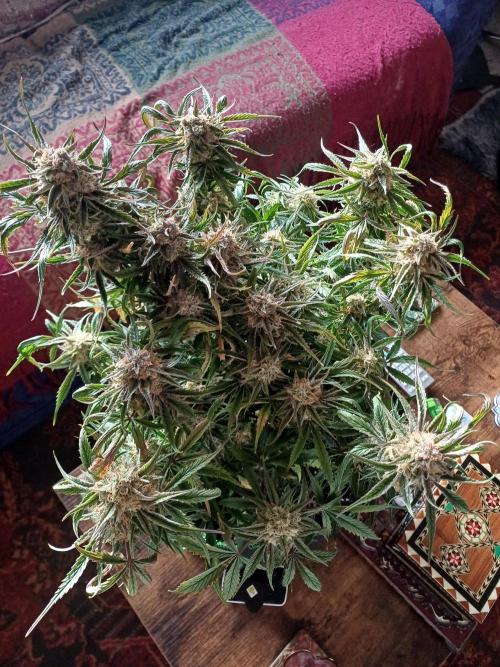 Divine Seeds Black Opium. Week 10