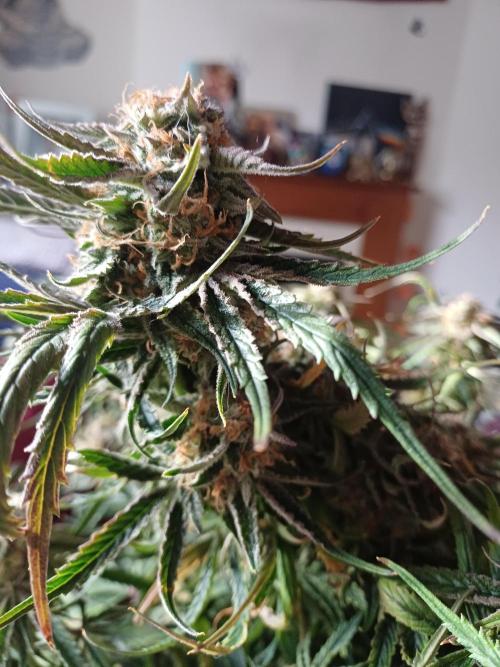 Divine Seeds Black Opium. Week 10