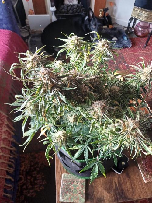 Divine Seeds Black Opium. Week 10