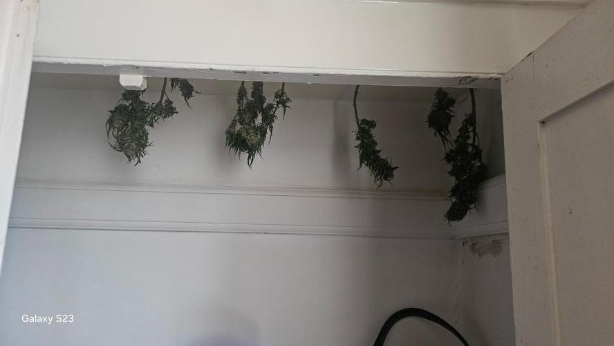 Divine Seeds Black Opium. Week 12