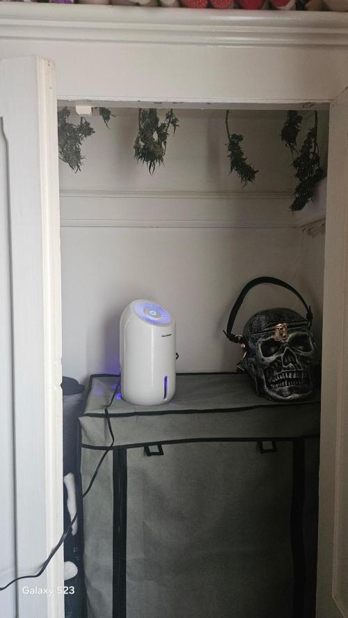 Divine Seeds Black Opium. Week 12