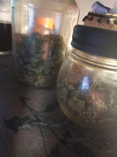 Divine Seeds Auto Pablo Escobar. Week 12